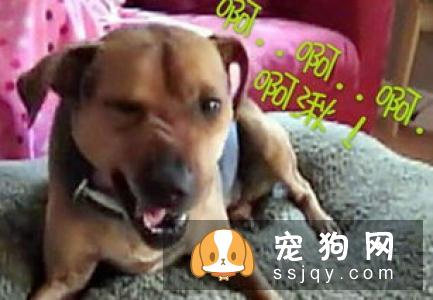 狗狗流黄鼻涕是感冒吗，狗狗感冒会流脓鼻涕么？