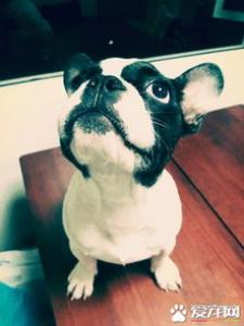 法国斗牛犬好养吗，多少钱一只_性格特点