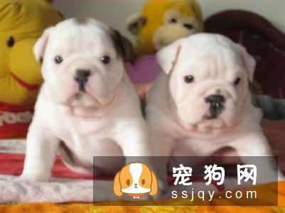 法国斗牛犬好养吗，多少钱一只_性格特点