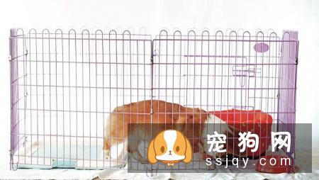最基础又最实用的训练：狗定点排便