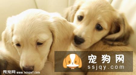 腊肠犬饲养要点有哪些？