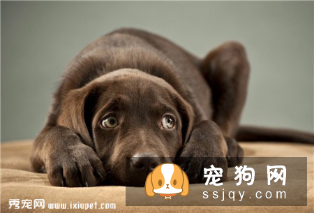 幼狗流鼻涕，狗狗流黄鼻涕