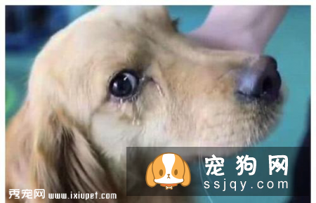 狗狗会哭吗，狗狗老是流眼泪怎么回事