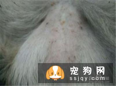 狗狗身上的跳蚤应该如何祛除