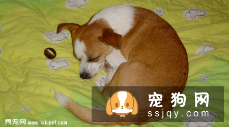 狗狗发烧的症状