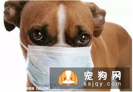 冬天狗狗需要做好这几步，预防犬窝咳！