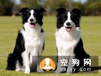 哪种宠物狗干净好养 第一名竟是它?