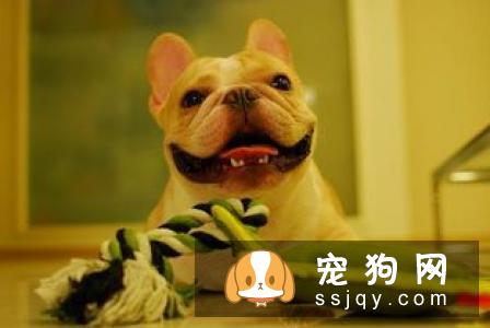 狗狗异食癖是什么原因导致的，应该如何防治？
