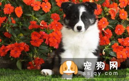 下司犬多少钱,好养吗?下司犬图片|天性