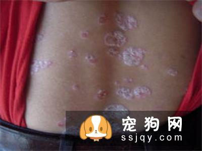 阿拉斯加犯皮肤病该如何治疗与预防