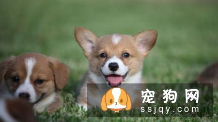 避免买到狗贩的“星期狗”这些地方要注意！