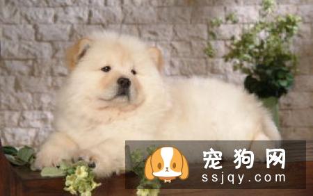 夏季狗狗打架不幸咬伤怎么处理？
