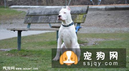 【杜高犬】杜高犬好养吗_怎么饲养？