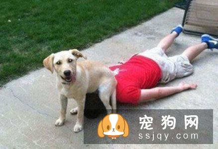 如何把你的狗狗训练成搜索犬