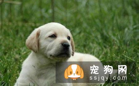 可卡犬智商高吗,好不好养_图片|价格|训练