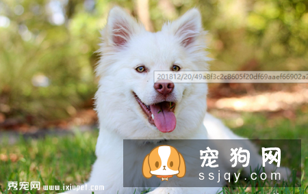 狗狗不出汗能散热吗？狗狗可以吹风扇散热吗？