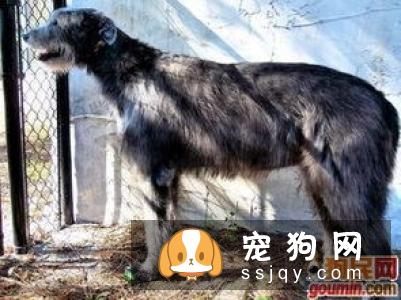 爱尔兰猎狼犬多少钱_智商排名_寿命