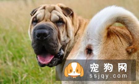 狗狗不会定点排便？那你应该这么训练
