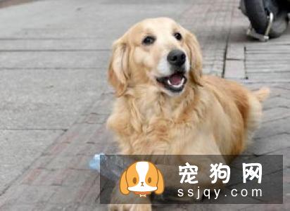 金毛狗粮如何挑选？喂养金毛需要注意哪些事项？