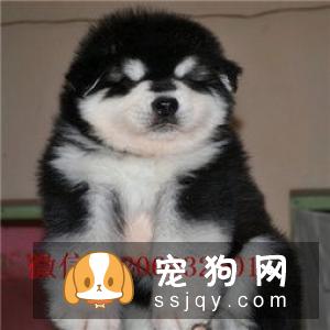 巨型阿拉斯加犬多少钱一只，价格贵吗？