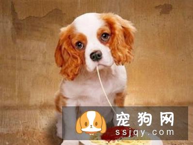 狗狗训练：你应该主动告诉它该怎么做