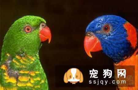 蓝曼龙鱼的外形特征及饲养方式|图片