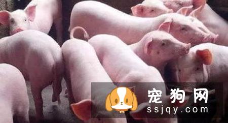 利用春天幫狗狗健康打底的蔬食4要素