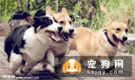 常识帖！宠物口腔知识