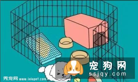 狗狗不会定点排便？那你应该这么训练