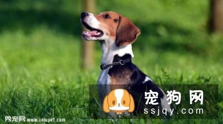 米格鲁猎兔犬智商排名_性格怎么样_名字的由来|图片