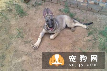 狼青犬价格贵吗,训练方法|图片