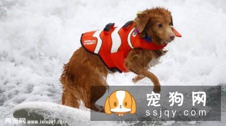 新斯科舍猎鸭寻猎犬好养吗，怎么训练|图片|价格