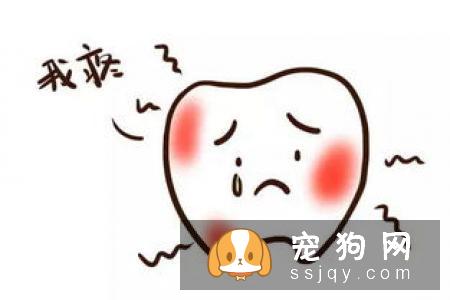 牙齿对于狗狗来说是个很关键的部位,它不仅影响美观,更影响到食欲和心情