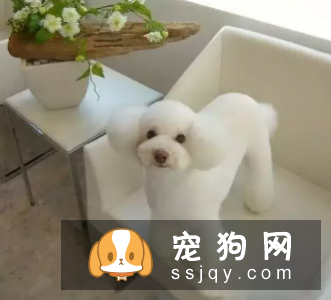 哪种宠物狗干净好养 第一名竟是它?