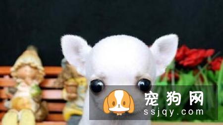 给吉娃娃剪毛要注意什么？