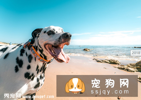狗狗不出汗能散热吗？狗狗可以吹风扇散热吗？