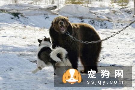 新斯科舍猎鸭寻猎犬好养吗，怎么训练|图片|价格