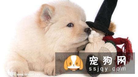 松狮犬能长多大,好养吗_训练|价格|图片