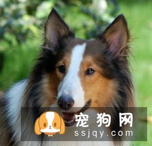 狗狗的嗅觉有多灵敏 狗狗的嗅觉是人的多少倍?