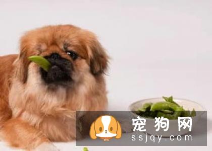 狗狗不出汗能散热吗？狗狗可以吹风扇散热吗？