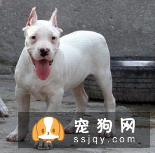 狗狗把耳朵挠出血是什么原因？