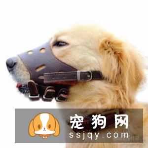 狗狗喜欢乱叫是怎么回事? 如何训练狗不乱叫?