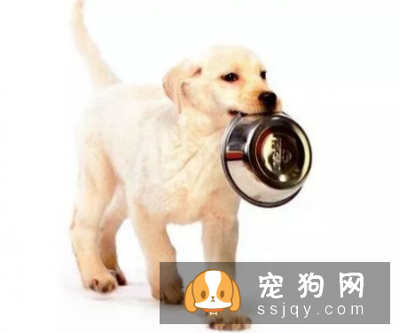 养狗狗的这些坏习惯可能致命，请注意！