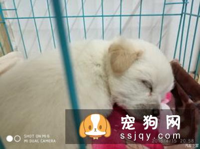 串串（大型）好养吗_怎么饲养？