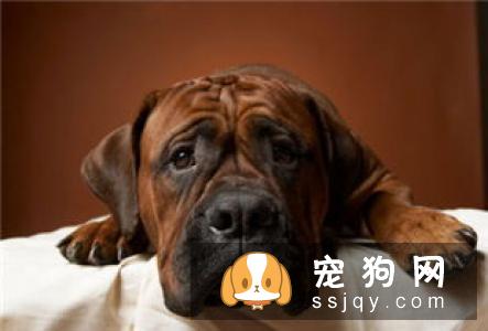 消除狗狗泪痕的方法?狗狗流泪的原因