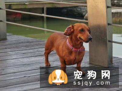 狗狗怀孕了能不能打胎？