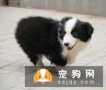 宠主怎样饲养边牧才是正确的