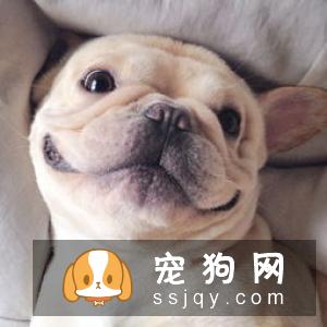 常识帖！宠物口腔知识