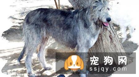 爱尔兰猎狼犬多少钱_智商排名_寿命