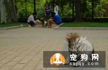 避免买到狗贩的“星期狗”这些地方要注意！
